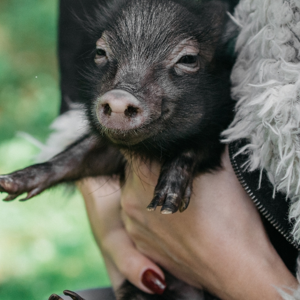 Meet your Posher, Ella